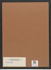 Surirella sp. (de-Toni-Nr.: Genus 53) Zeichnungen Sammlung Grunow Mappe 02579 (Herbarium_W_Grunow_drawings_Folder_02579)
